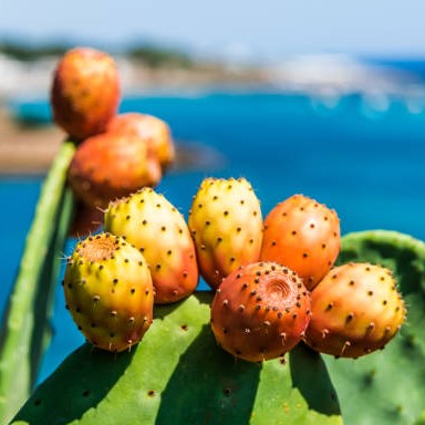 Prickly pear on the Italian coastline in Apulia.